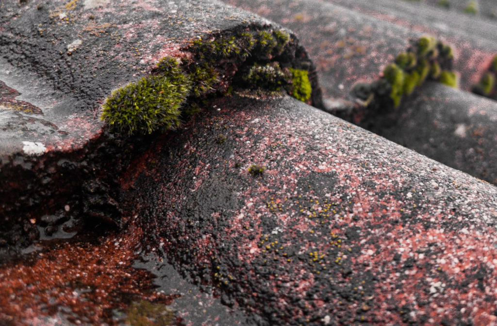 A photo showing a roof with moss and algae.